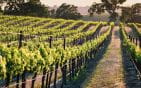 PRIVATE ESTATE WITH VINEYARDS AND HORSEBACK HOUSE, LOCATED JUST 300 METERS FROM THE BEACHES Min 1
